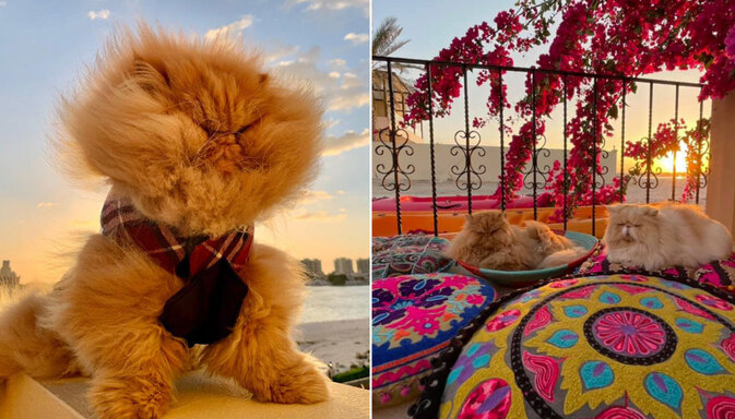 Relax and Soak it In With The Zen Kitty for Catspiration & Outdoor Adventure