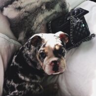 Kylie Jenner's pet Rolly