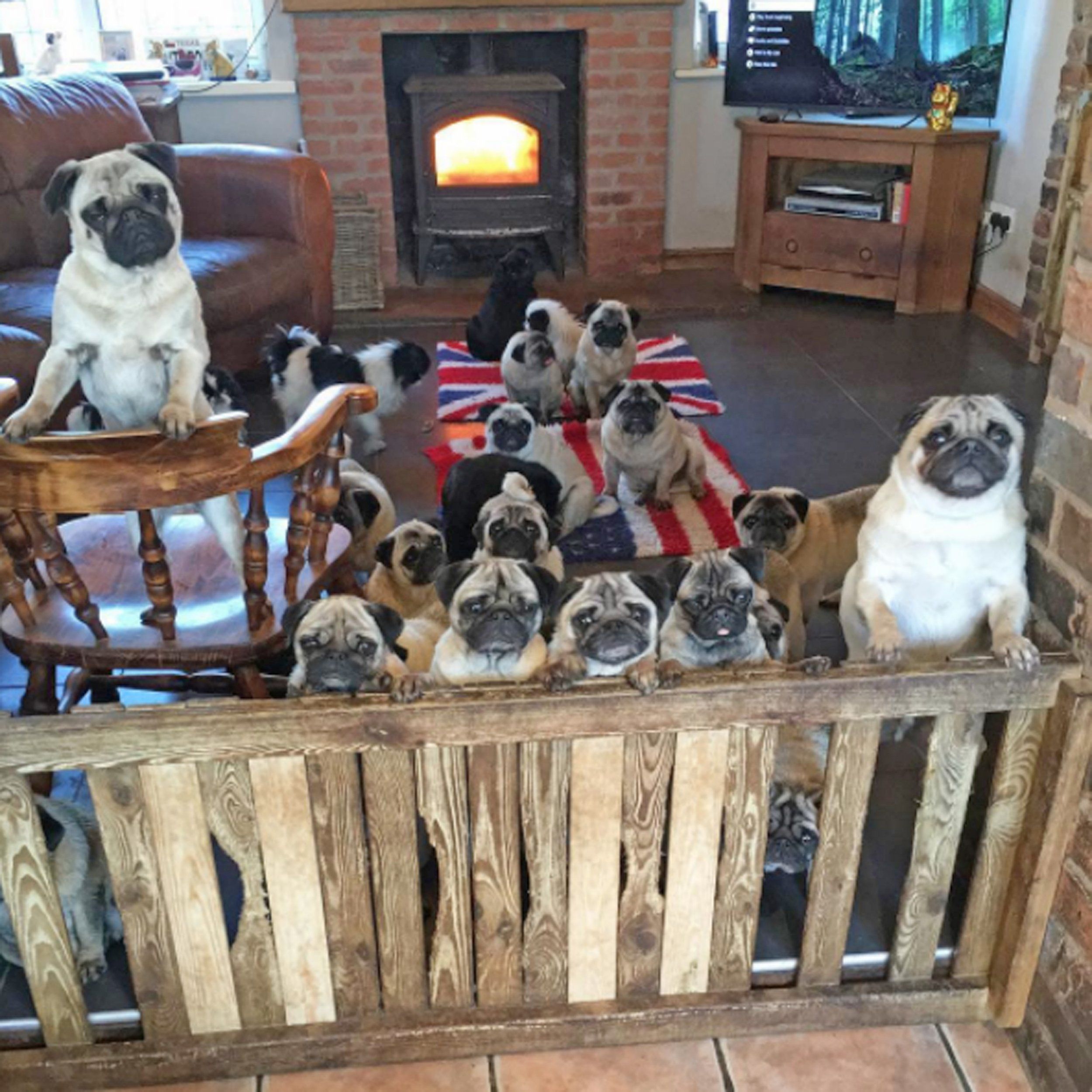 A Pugs Christmas