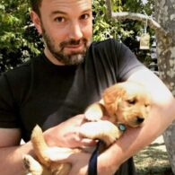 Ben Affleck's pet Rescued Golden Retriever Mix