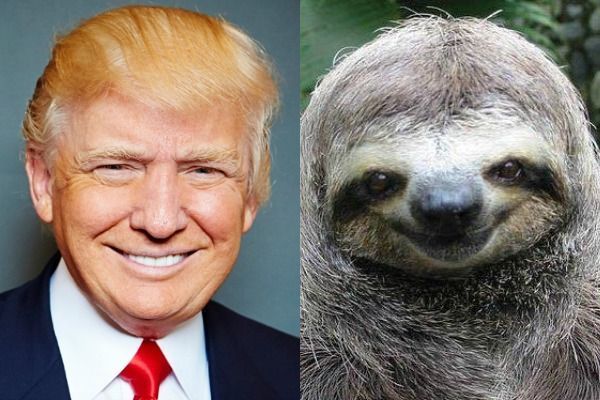 Donald Trump the Sloth