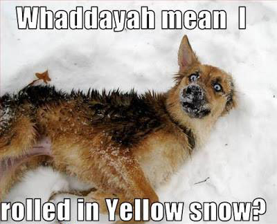 Dog Yellow Snow