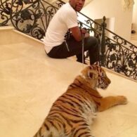 Floyd Mayweather Jr.'s pet Rare Exotic Tiger from India