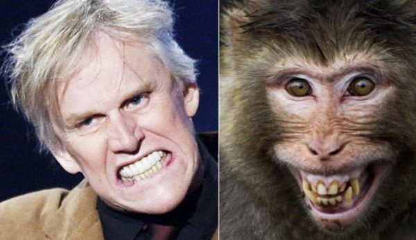 Gary Busey the Chimp