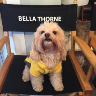 Bella Thorne's pet Kingston