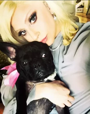 Lady Gaga Pets