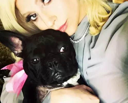 Lady Gaga Pets