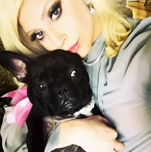 Lady Gaga Pets