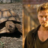 Leonardo DiCaprio's pet A Sulcata Tortoise