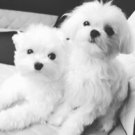 Adriana Lima's pet Minnie and Daisy Lima