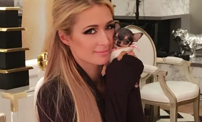 Paris Hilton Pets