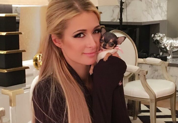 Paris Hilton Pets