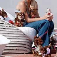 Paris Hilton's pet Prada