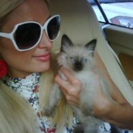 Paris Hilton's pet Princess Annabelle