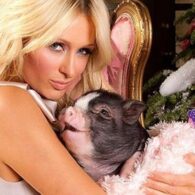 Paris Hilton's pet Princess Piglet
