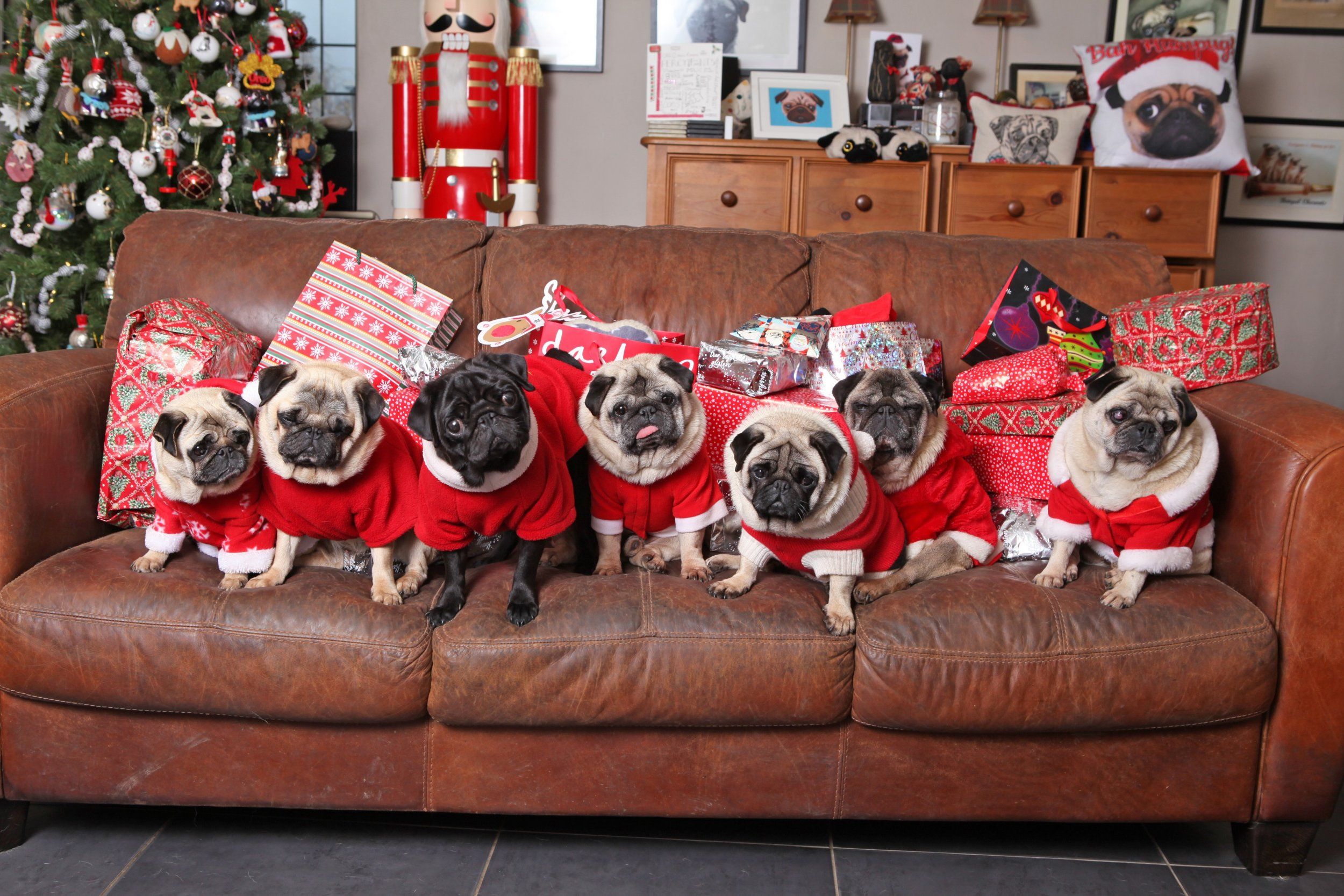 Pugs on Christmas 