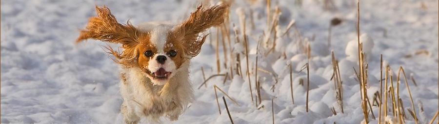 Top 5 Reasons Pets Make Winter Better