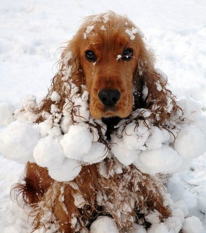 Dog Snowball