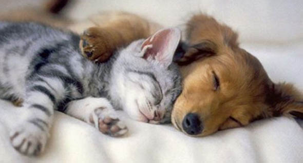 Cat and Dog Cuddling