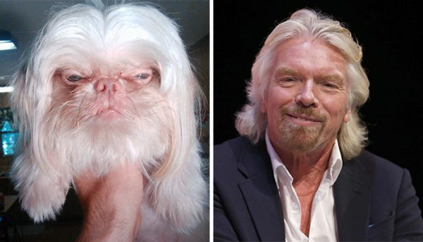 Celebrity Stunt Double Look-a-Likes If They Were Pets