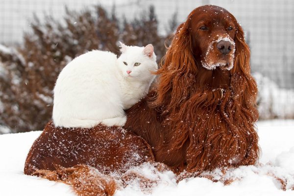 Warm Pets in the Snow