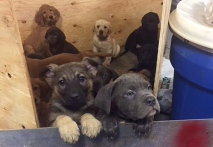 104 Puppies Found in a New York Truck Crash Lead Adoptions