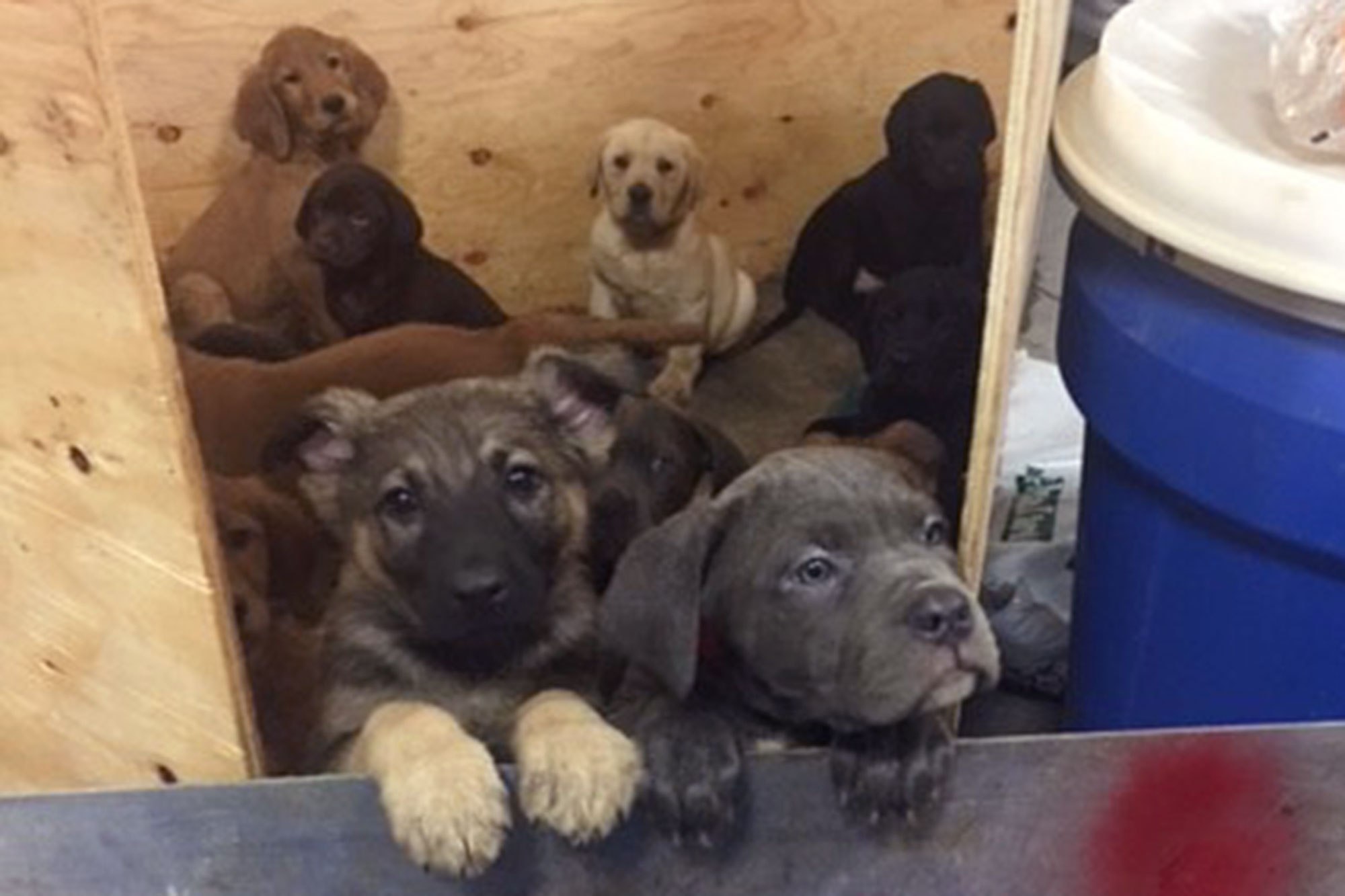 104 Puppies Found In A New York Truck Crash Lead Adoptions Celebrity Pets