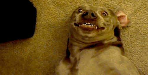 Smiling Dog GIF