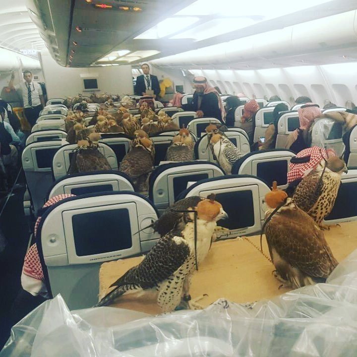 80 Falcons Riding a Coach Flight