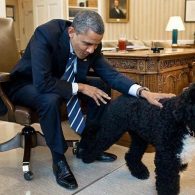 Barack Obama and his Portuguese Water Dog