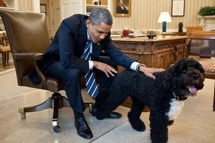 Barack Obama and his Portuguese Water Dog Celebrity Pets