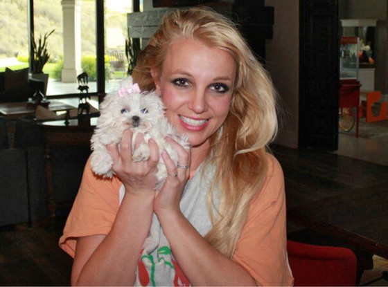 Britney Spears with her Maltese