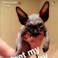 Demi Lovato's pet Little Lovato