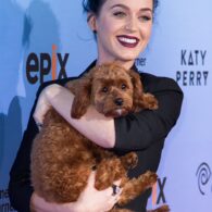 Katy Perry's pet Butters