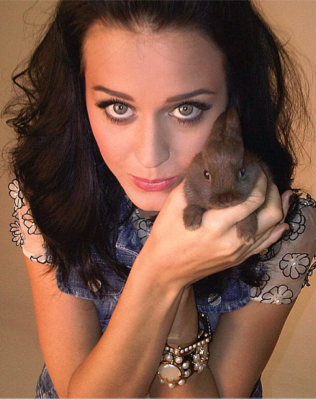 Katy Perry Pets