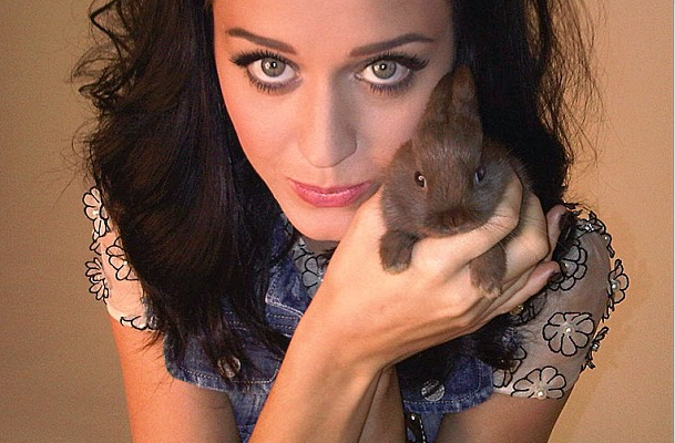 Katy Perry Pets
