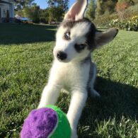 Kendall Jenner's pet Husky Puppy