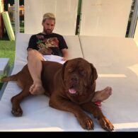 Lionel Messi's pet Dogue de Bordeaux