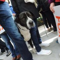 Michael J. Fox's pet Gus the Wonderdog