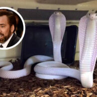 Nicolas Cage's pet Moby and Sheba: Cobras