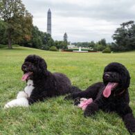 Barack Obama's pet Bo and Sunny