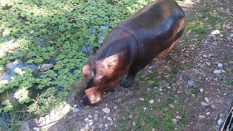 Pablo Escobar's Hippos Have No Natural Predators Including Humans