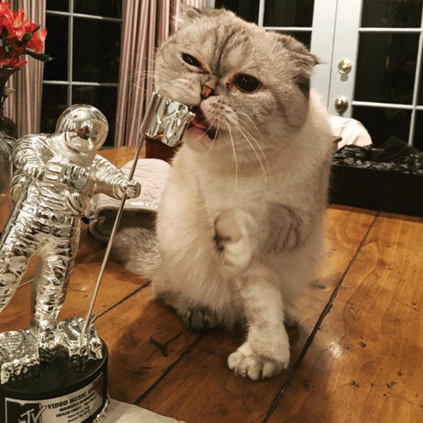 Taylor Swift's Scottish Fold cat named Olivia Benson