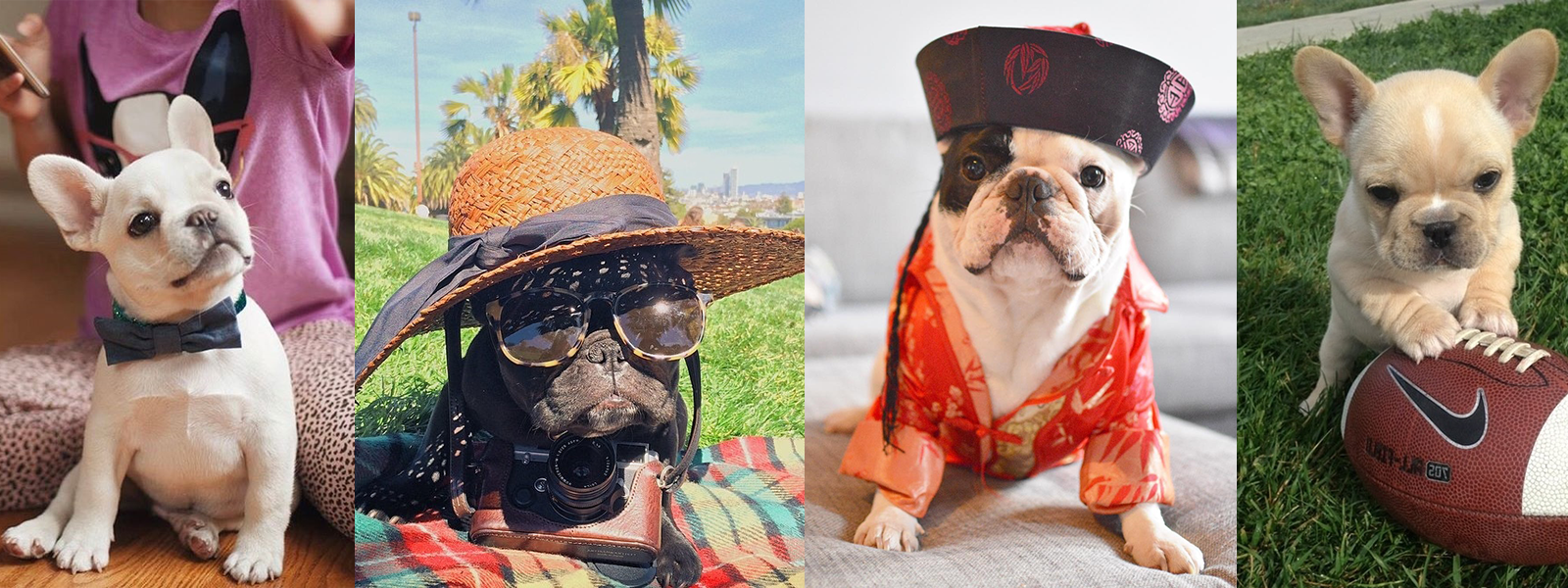 Top 10 Most Popular French Bulldogs on Instagram
