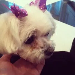 Kylie Jenner Pets - Celebrity Pets