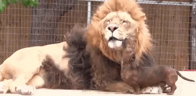 Dachshund with his Lion Friend GIF