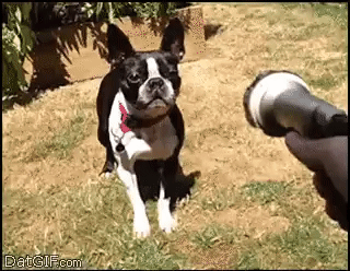 French Bulldog Attacks a Garden Hose GIF