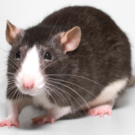 Guillermo del Toro's pet Rat Rat