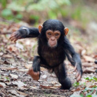 Michael Jackson's pet Orangutans and Chimpanzees