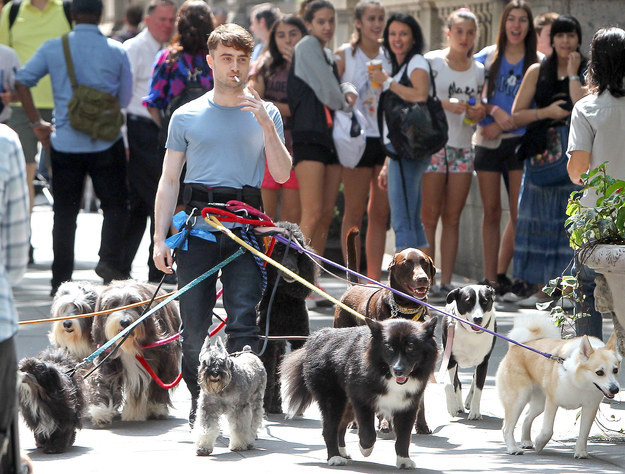 Daniel Radcliffe walking dogs in New York City for Trainwreck movie filming